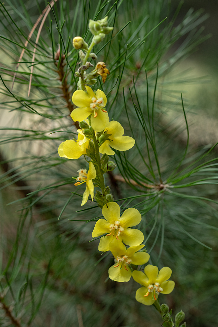 Image of Verbascum phlomoides specimen.