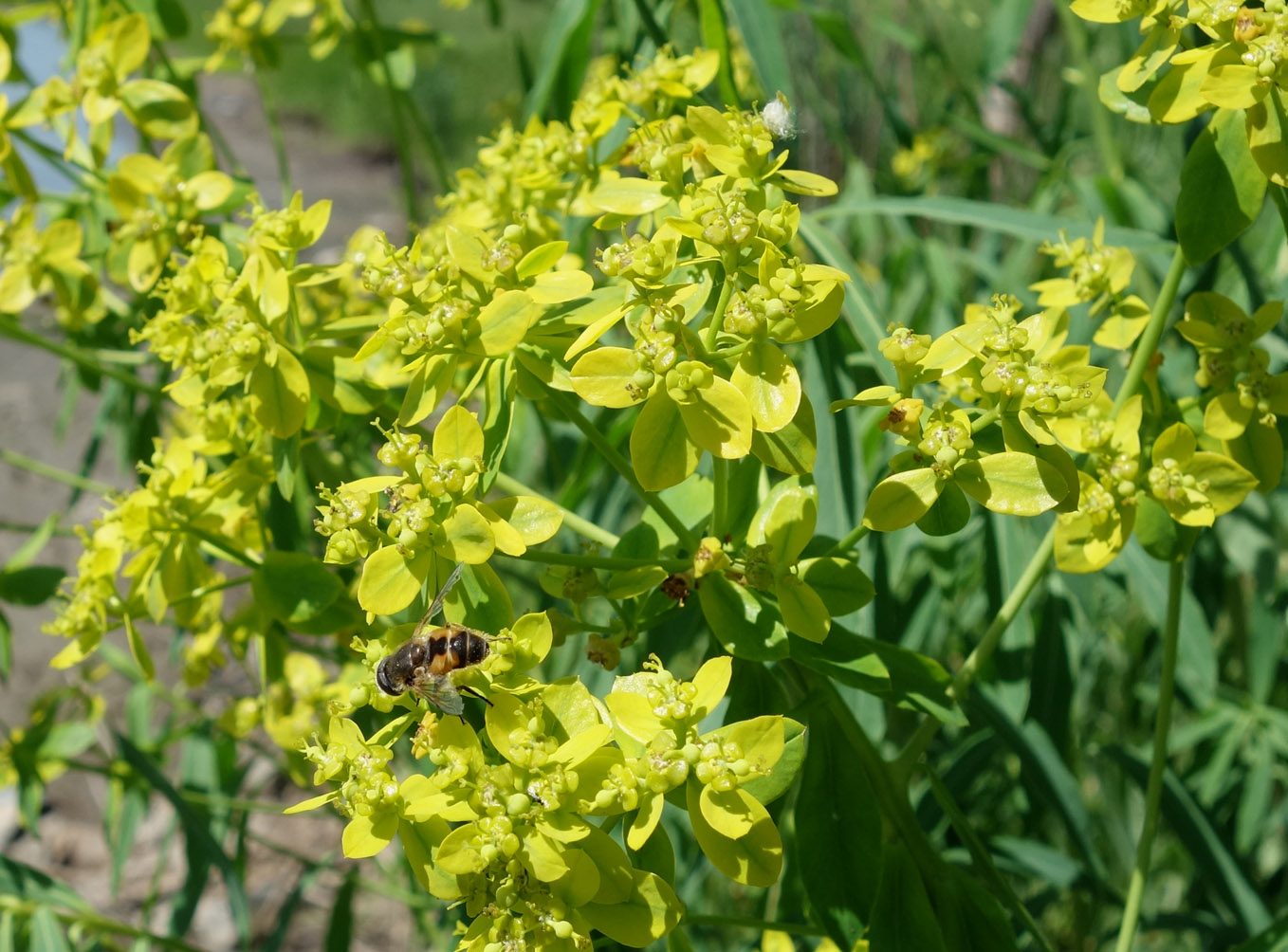 Image of Euphorbia lamprocarpa specimen.