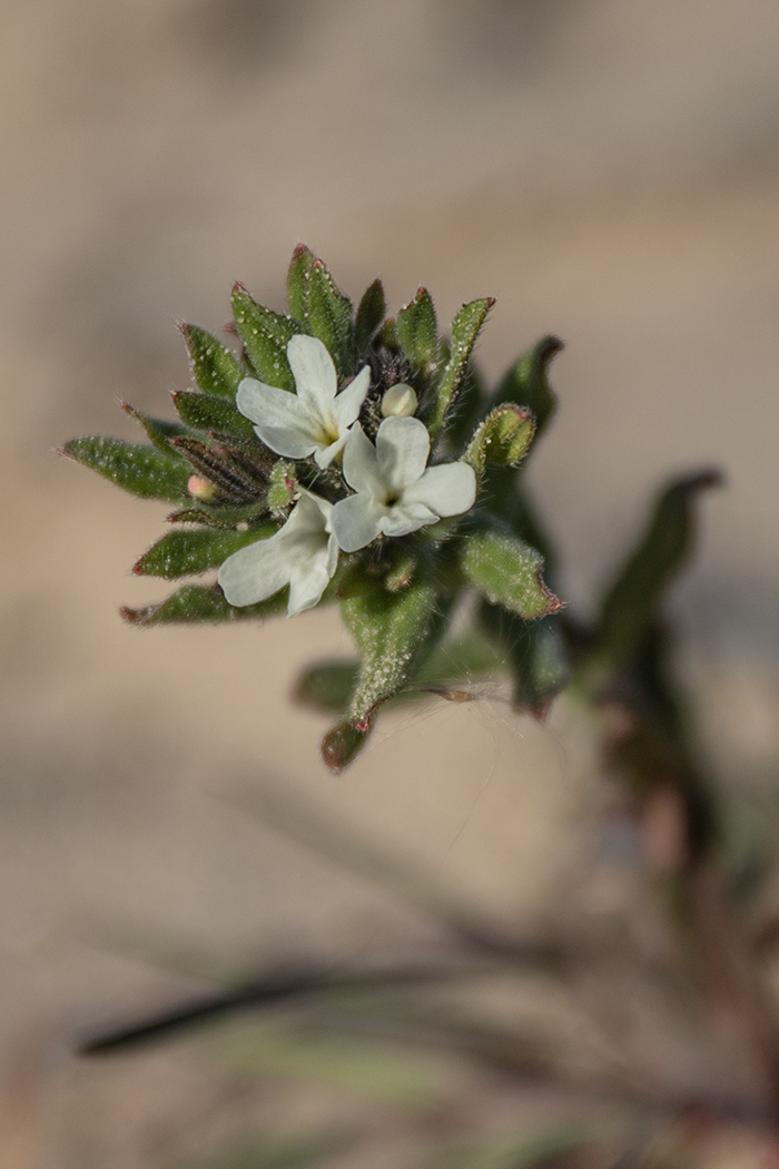 Image of Buglossoides arvensis specimen.