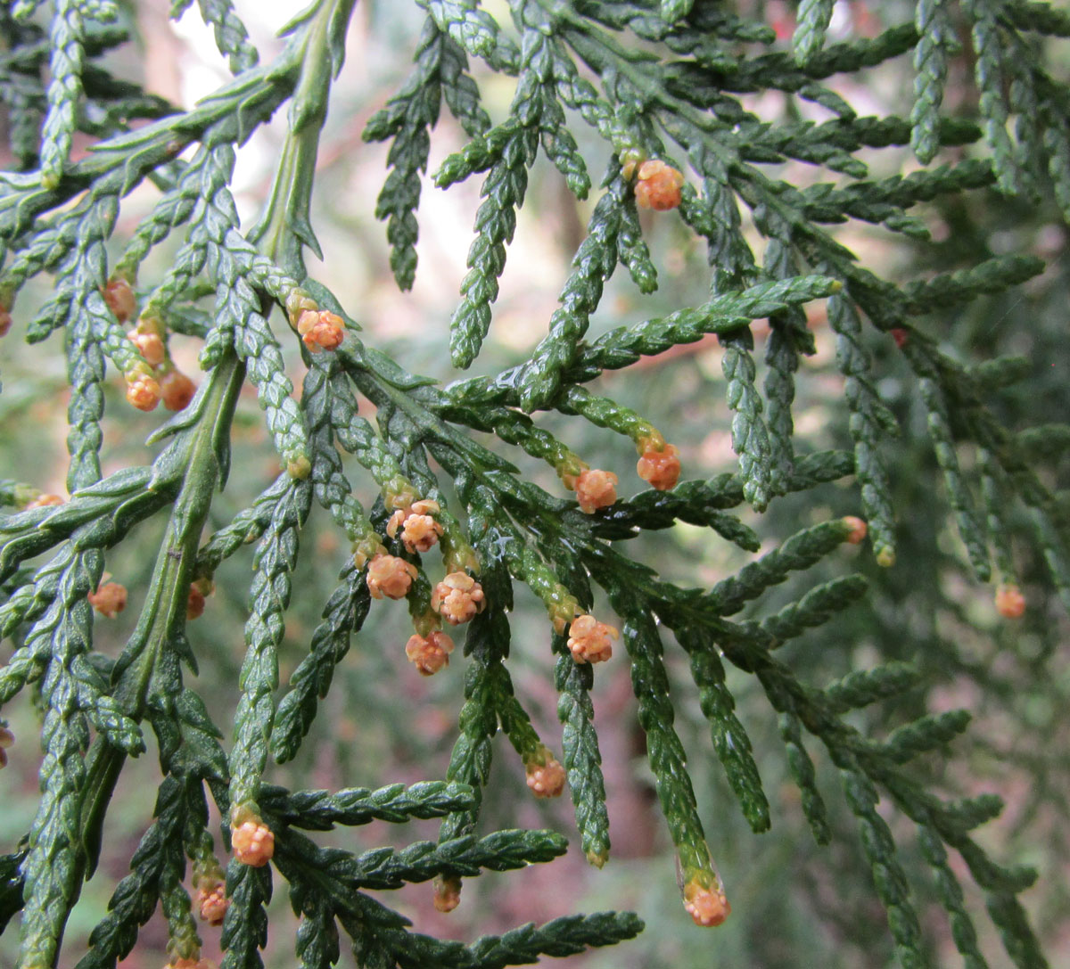 Image of Platycladus orientalis specimen.