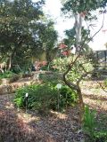 Erythrina speciosa. Цветущее растение. Испания, Канарские о-ва, Тенерифе, ботанический сад в Пуэрто-де-ла-Крус, в культуре. 6 марта 2008 г.