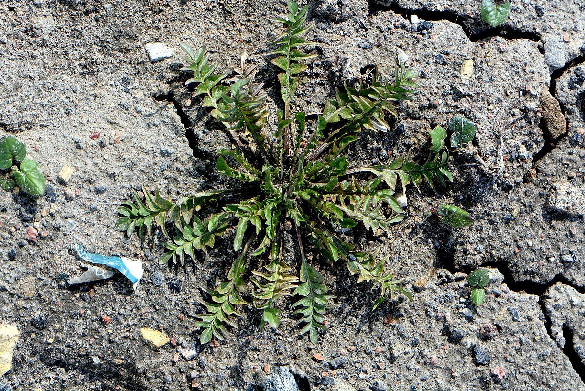 Изображение особи Capsella bursa-pastoris.