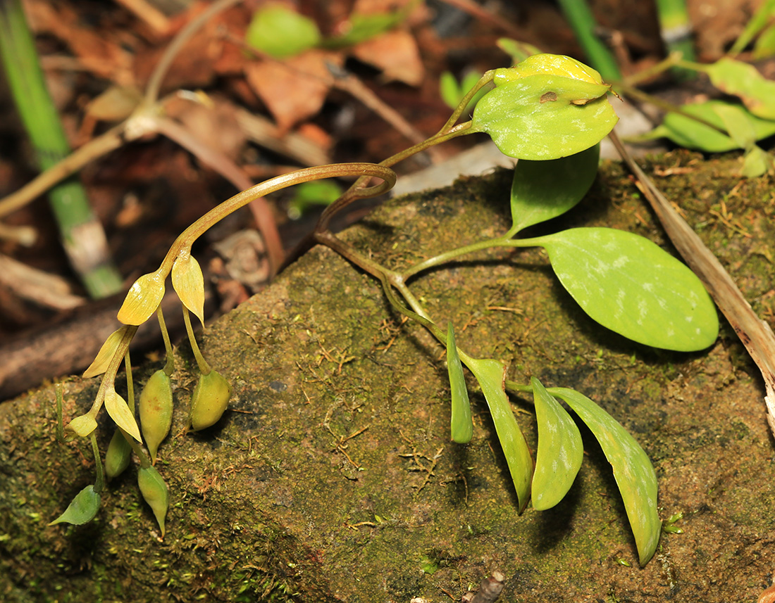 Image of Corydalis repens specimen.