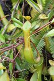 Nepenthes reinwardtiana