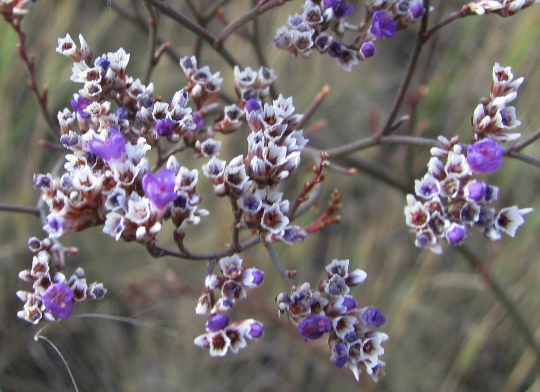 Image of Limonium sareptanum specimen.