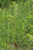 Platanthera bifolia. Цветущее растение. Крым, Симферопольский р-н, окр. с. Перевальное, ур. Аян, луг среди кустарников. 18 июня 2020 г.