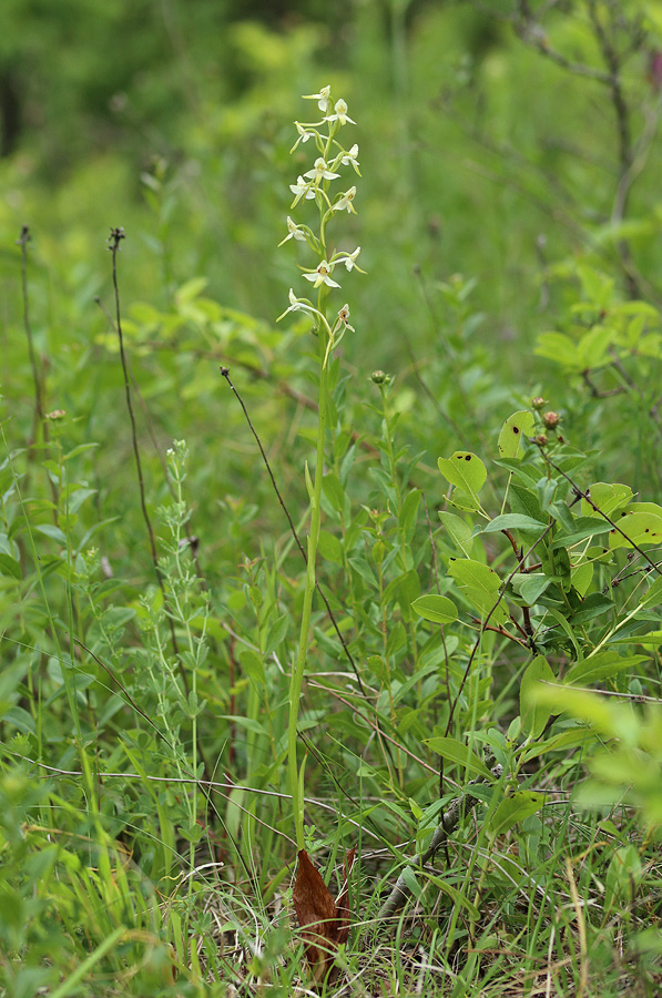 Image of Platanthera bifolia specimen.