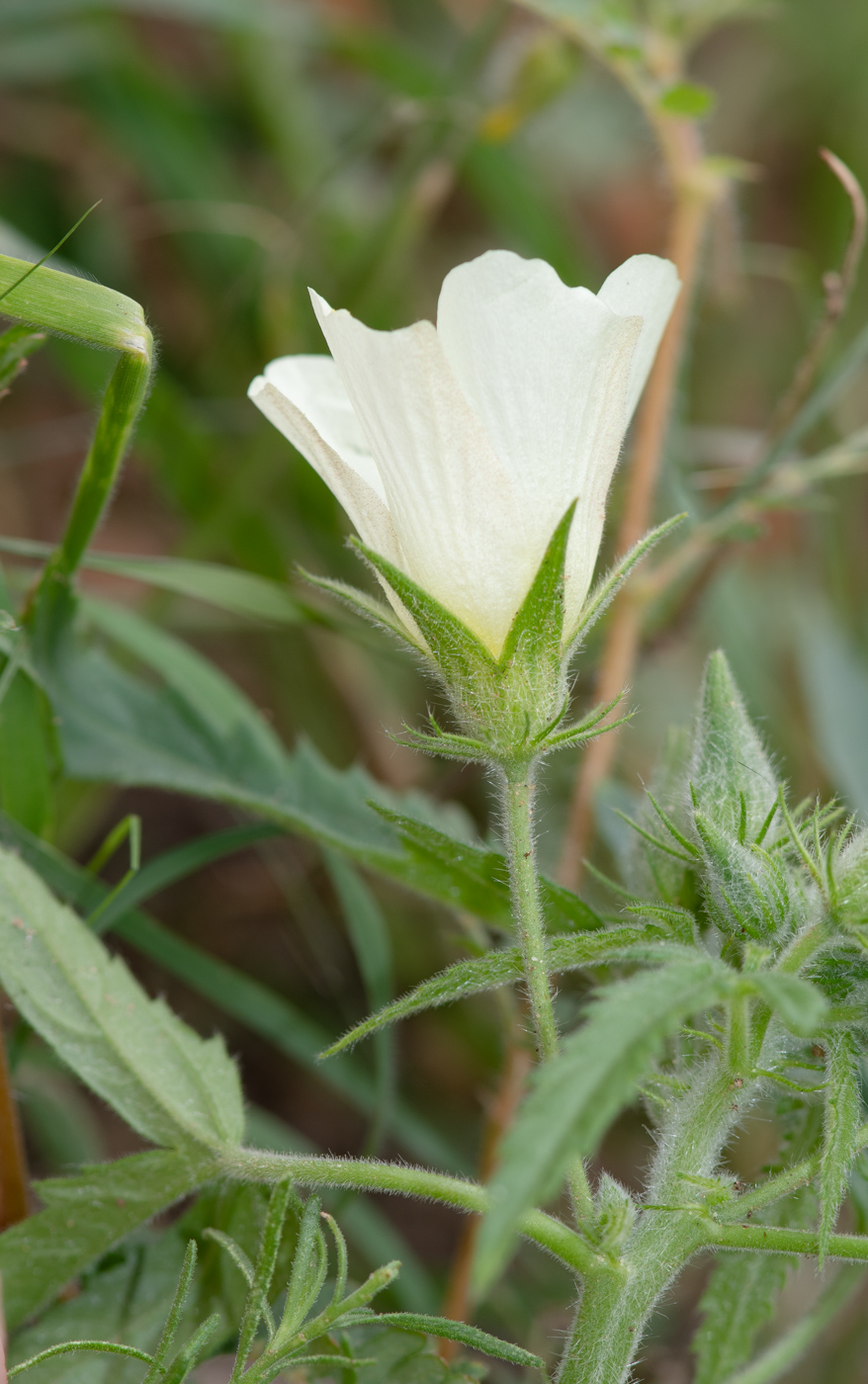 Image of Hibiscus fleckii specimen.