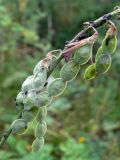 Hedysarum alpinum. Часть соплодия. Свердловская обл., окр. г. Североуральск, склон известняковой скалы. 25.07.2010.