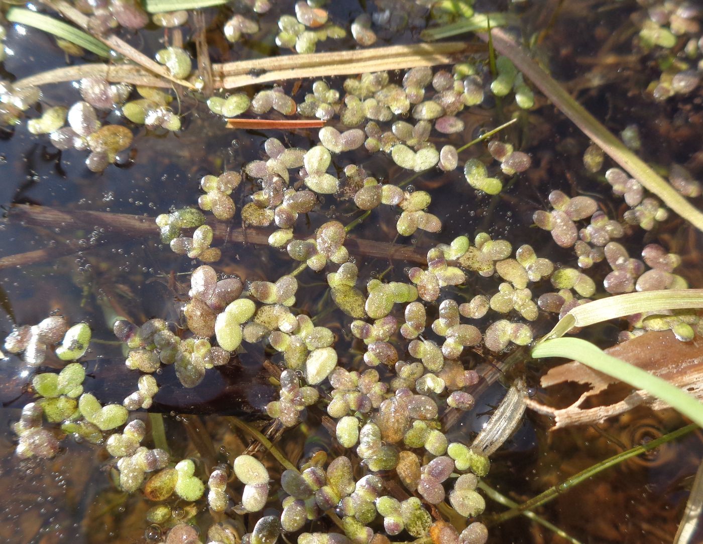 Image of genus Lemna specimen.