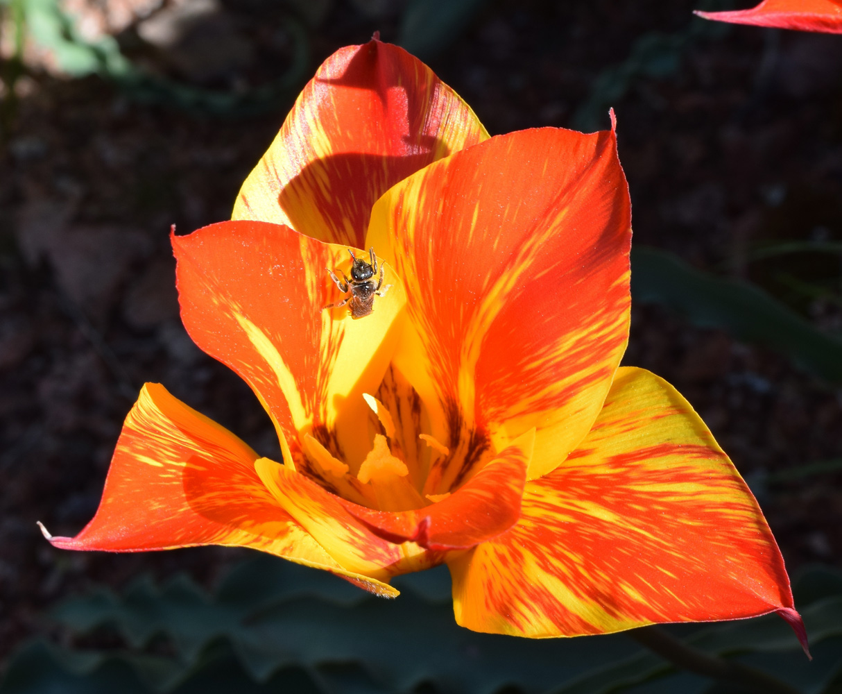 Image of Tulipa dubia specimen.