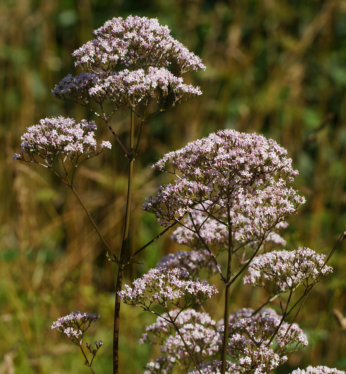 Изображение особи Valeriana officinalis.