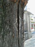 Gleditsia triacanthos. Часть ствола после удаления плодового тела гриба. Испания, автономное сообщество Мадрид, г. Сан-Лоренсо-де-Эль-Эскориал. Январь.