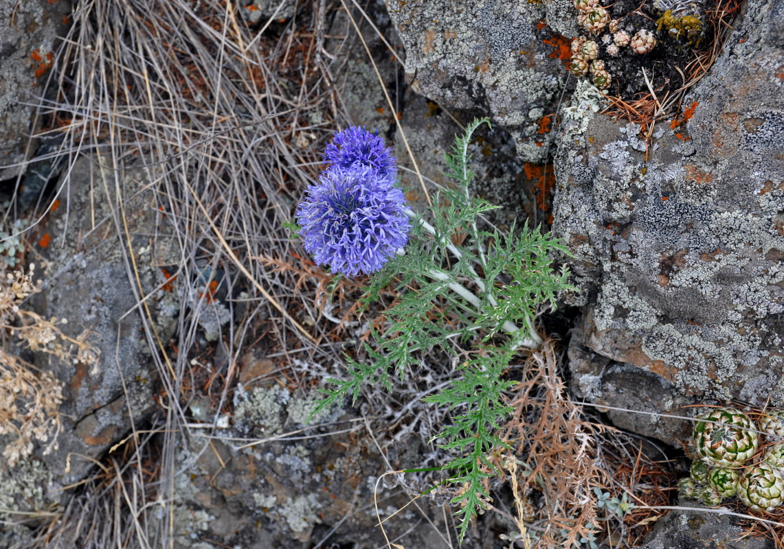 Image of Echinops ruthenicus specimen.