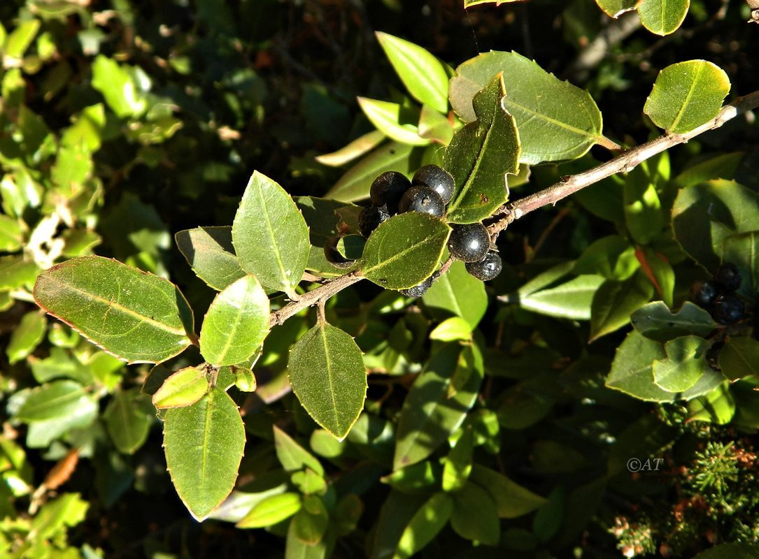 Изображение особи Rhamnus alaternus.