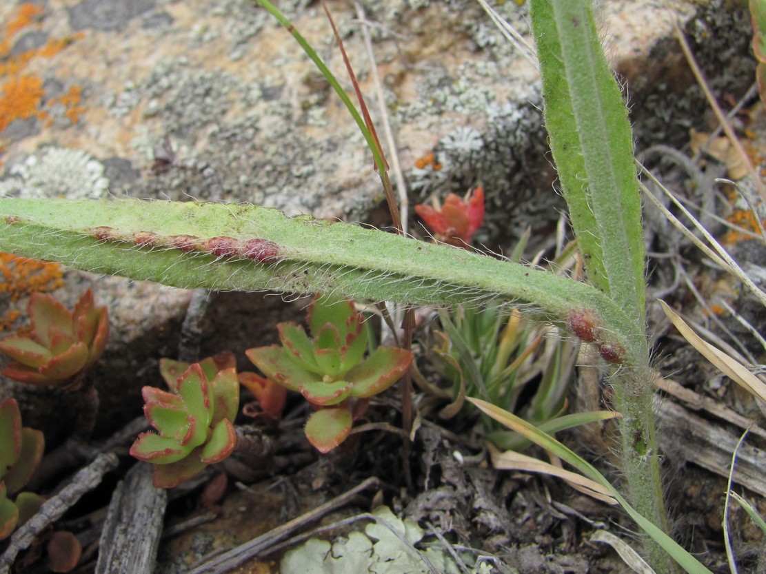 Image of Pilosella echioides specimen.