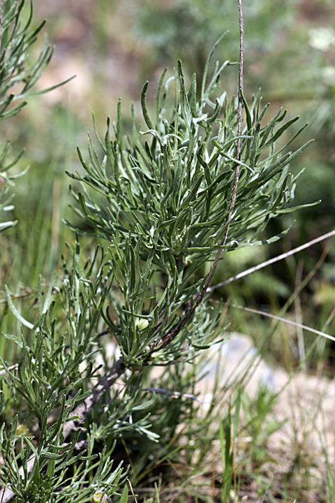 Изображение особи Lepidolopha komarowii.