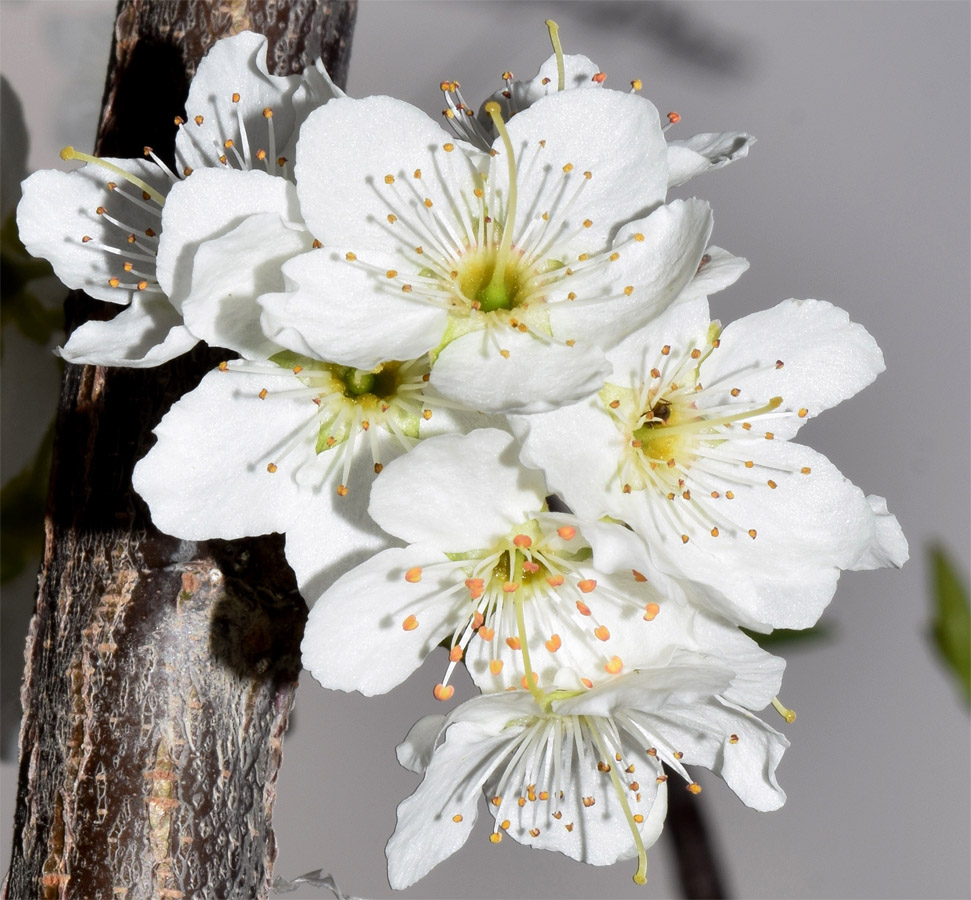 Image of Prunus cerasifera specimen.