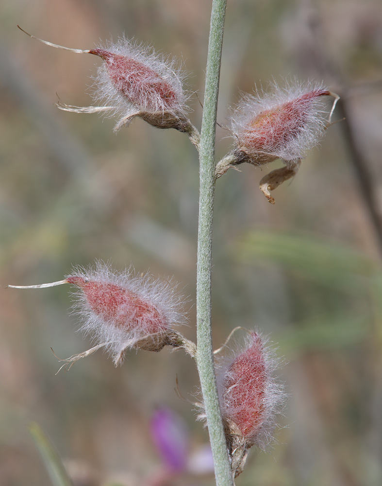 Изображение особи Astragalus hyrcanus.