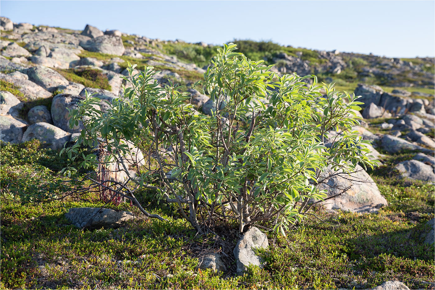 Изображение особи Salix caprea.