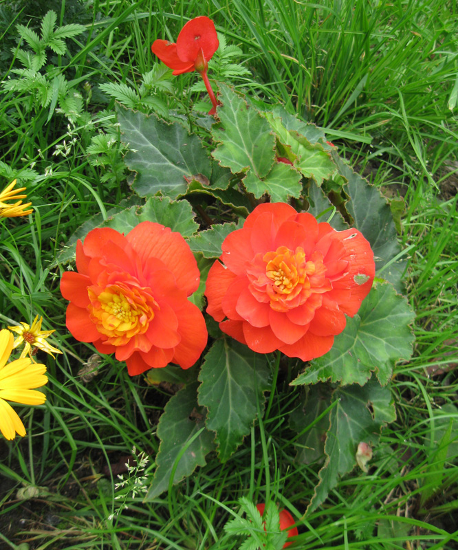 Image of Begonia &times; tuberhybrida specimen.