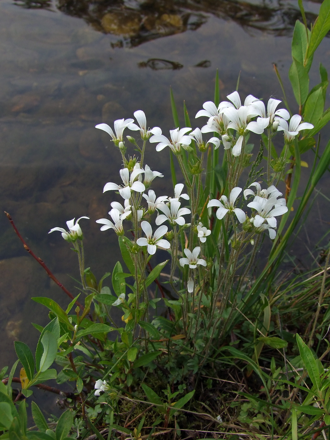 Изображение особи Saxifraga radiata.