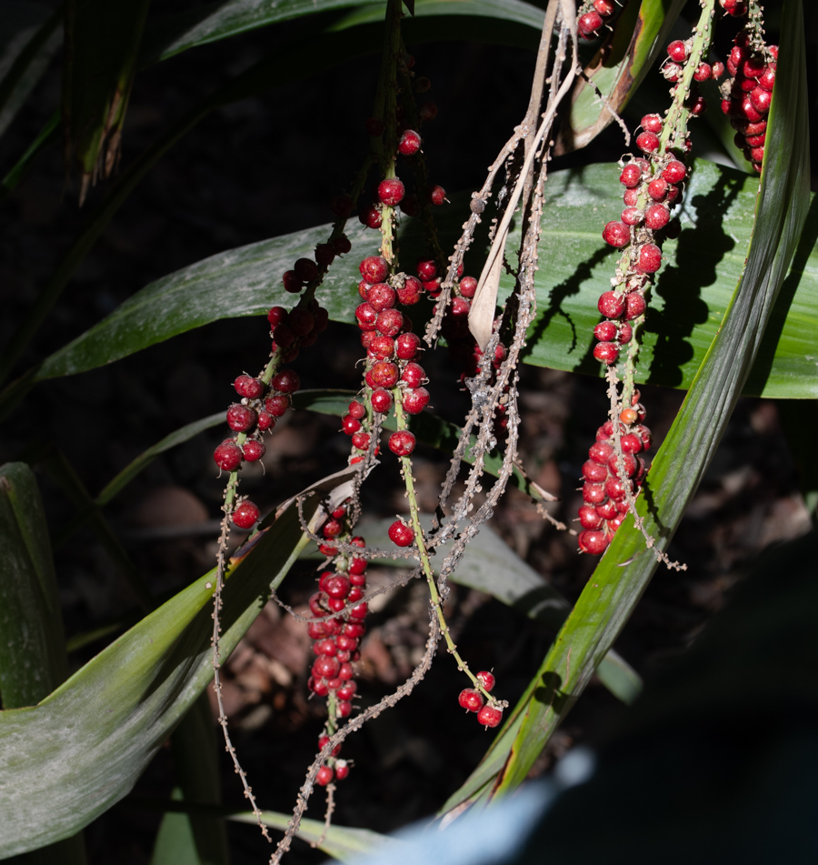 Image of Cordyline petiolaris specimen.