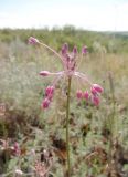 Allium praescissum