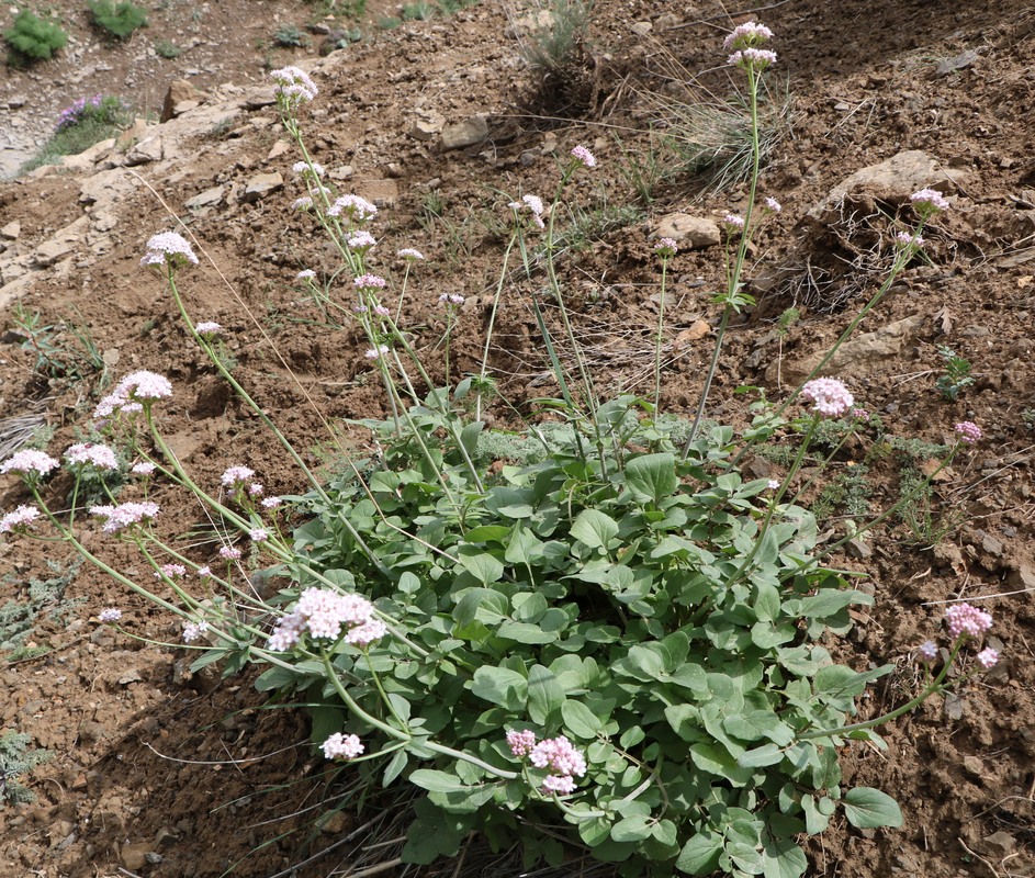 Image of Valeriana sisymbriifolia specimen.