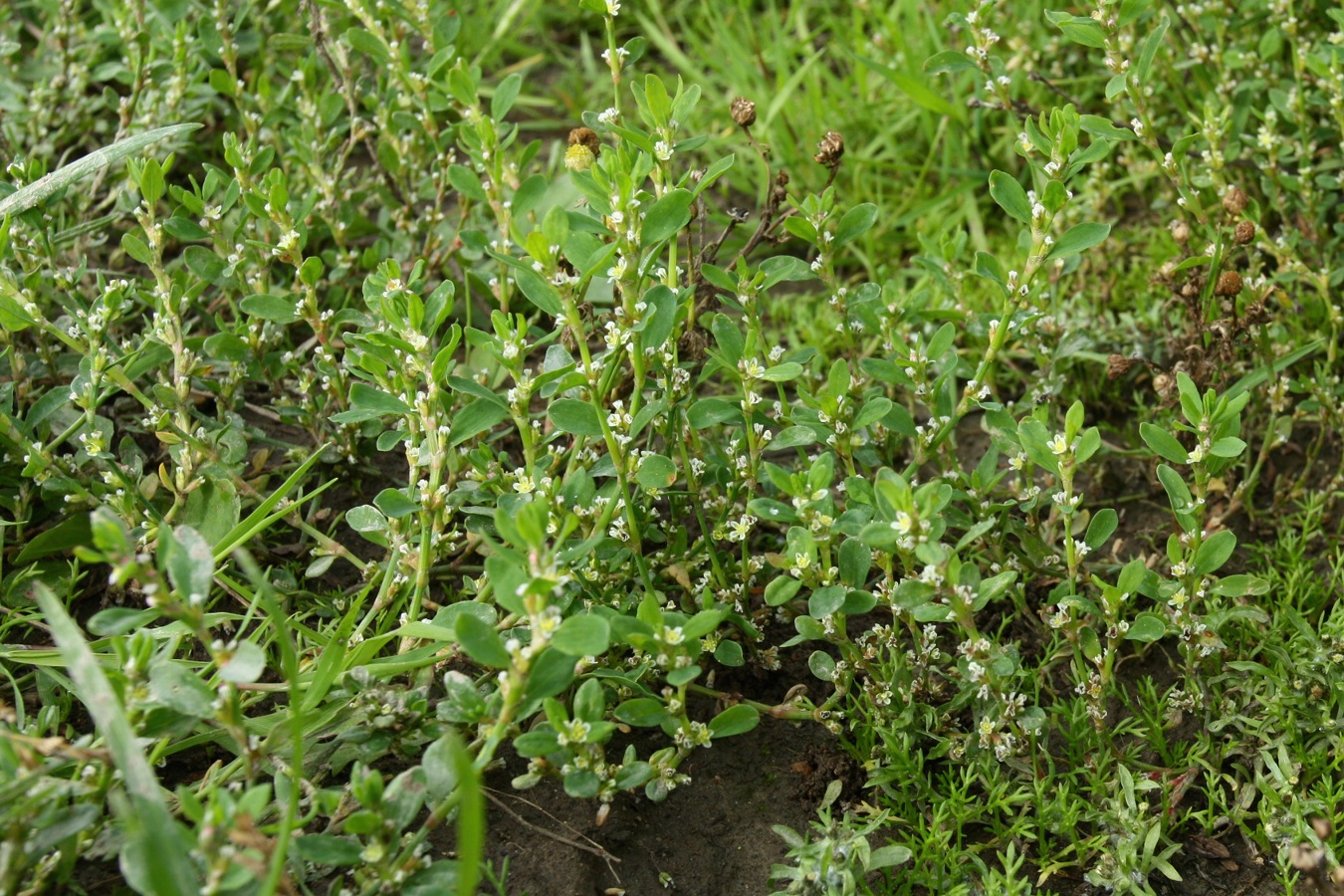 Изображение особи Polygonum arenastrum.