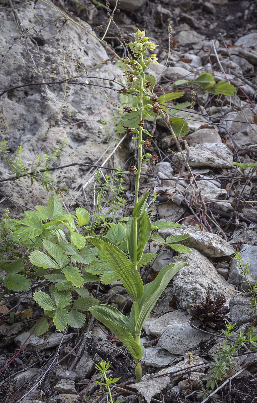 Image of Epipactis helleborine specimen.