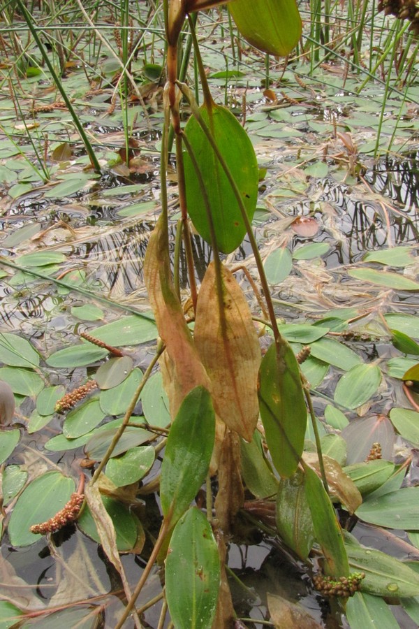 Image of Potamogeton nodosus specimen.