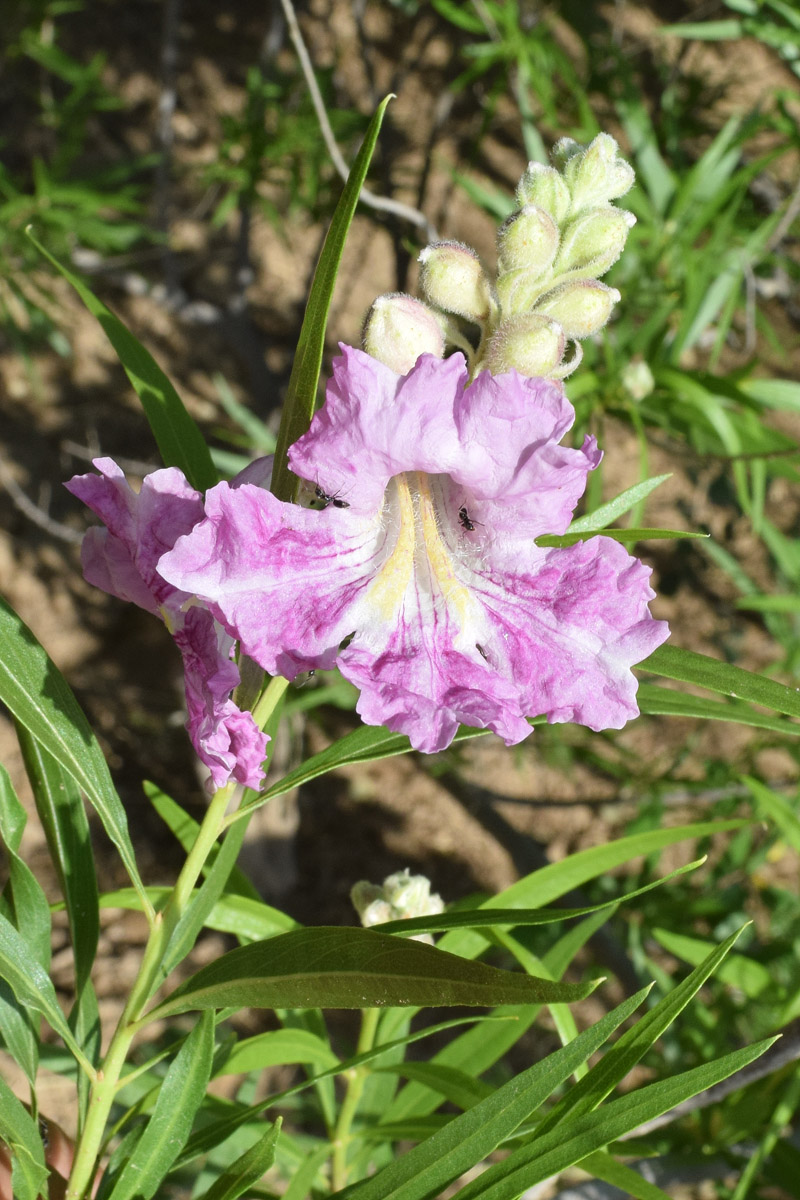 Image of &times; Chitalpa tashkentensis specimen.