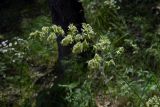 Смотреть изображение Dactylis glomerata