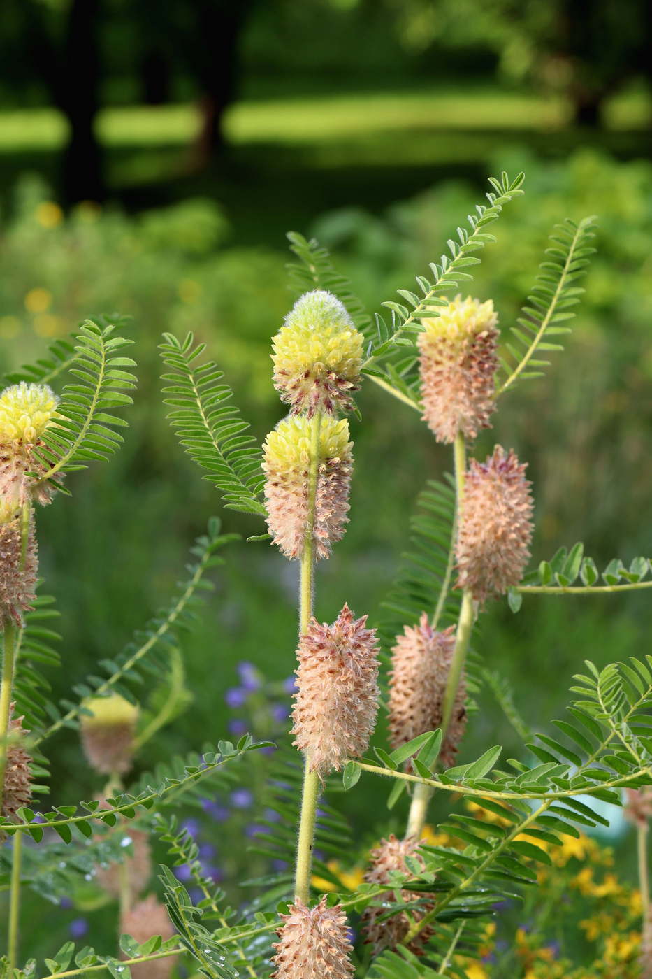 Image of Astragalus alopecurus specimen.