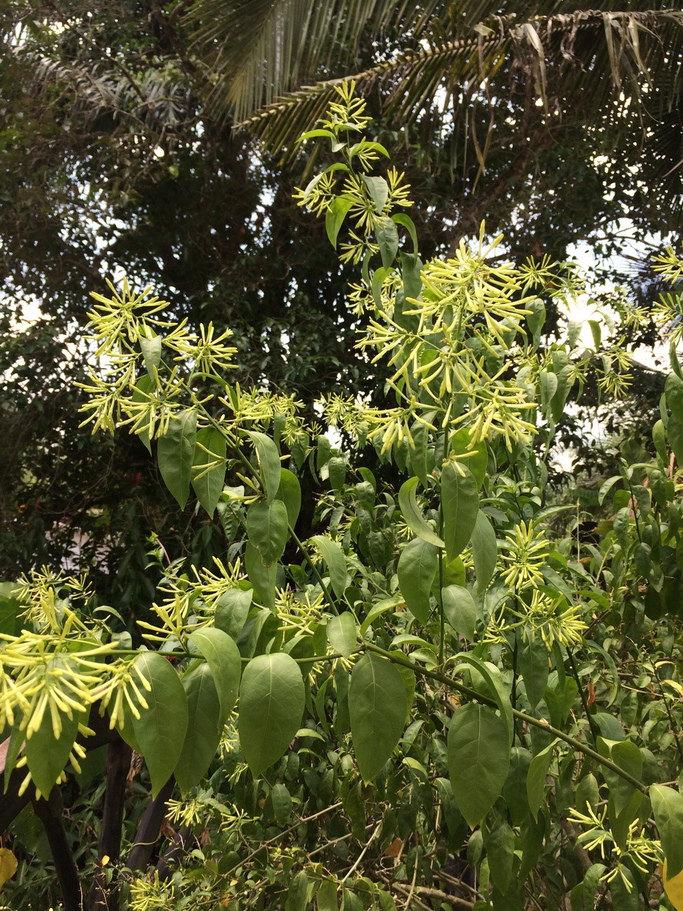 Изображение особи Cestrum nocturnum.