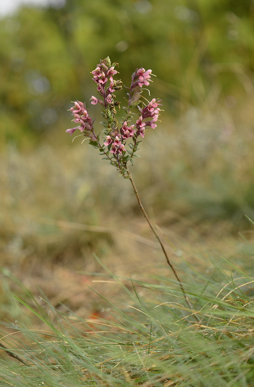 Изображение особи Odontites vulgaris.