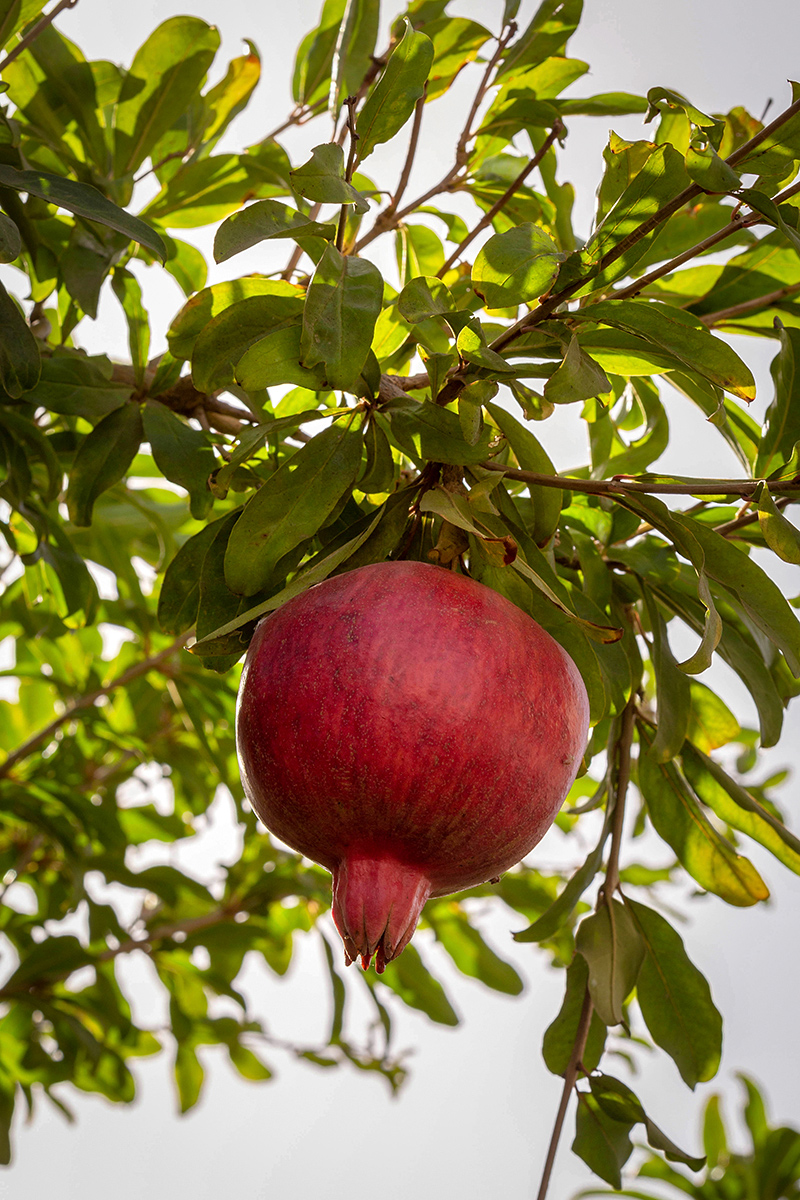 Image of Punica granatum specimen.