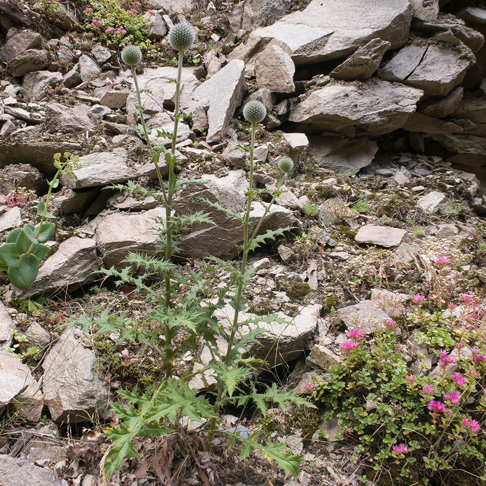 Image of Echinops sphaerocephalus specimen.