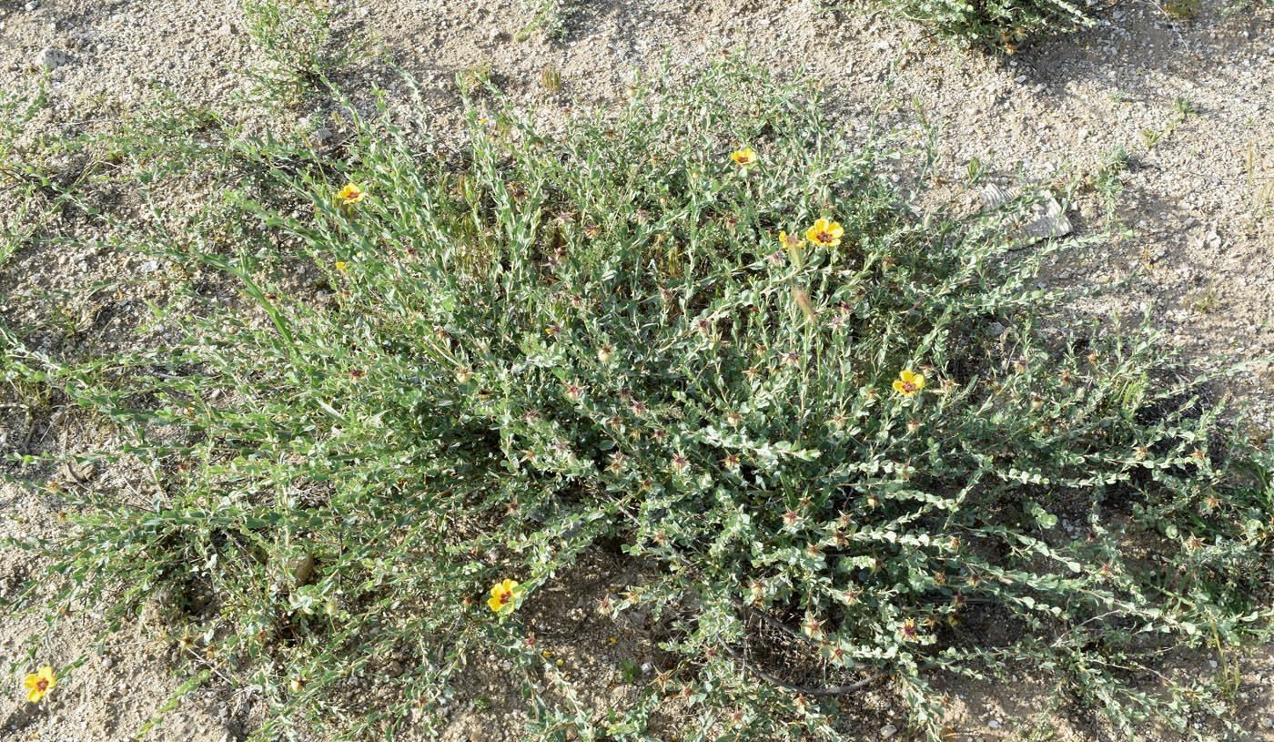 Image of Rosa persica specimen.