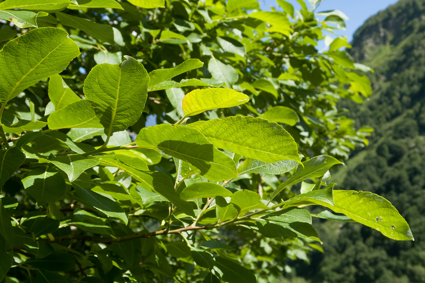 Image of Salix caprea specimen.