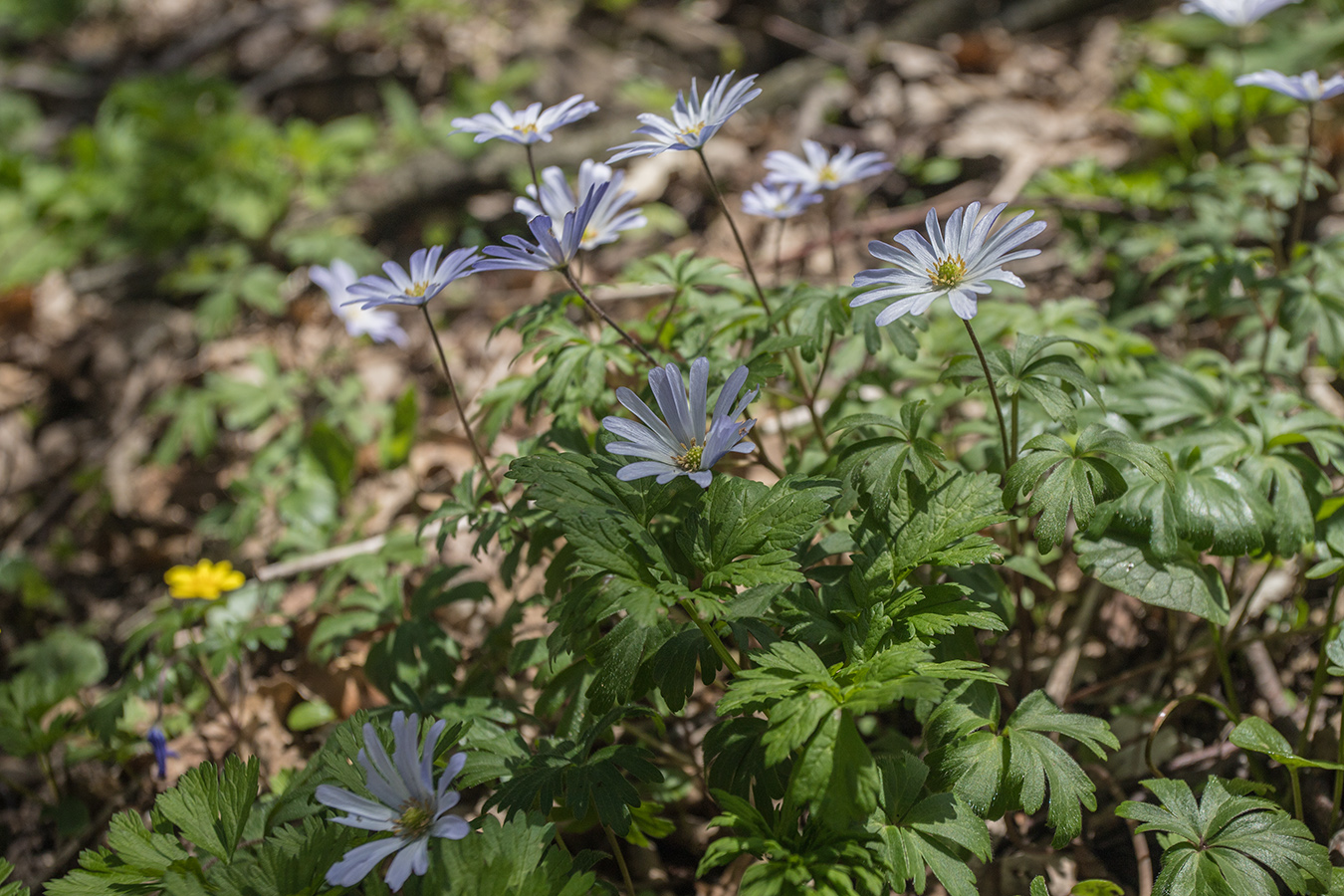 Image of Anemone banketovii specimen.