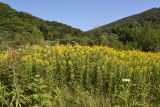 Solidago gigantea. Цветущие растения. Республика Адыгея, окраина пос. Каменномостский, ур. Холодное, луг. 31 июля 2022 г.