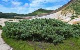 Pinus pumila. Взрослые растения в сообществе с Empetrum. Курильские о-ва, о-в Кунашир, кальдера вулкана Головнина, берег оз. Кипящее, каменистый склон. 20.08.2022.