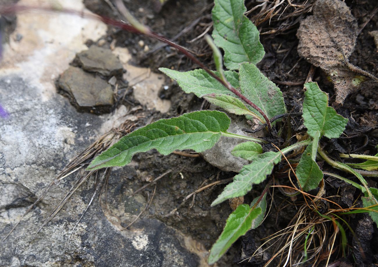 Image of Campanula collina specimen.