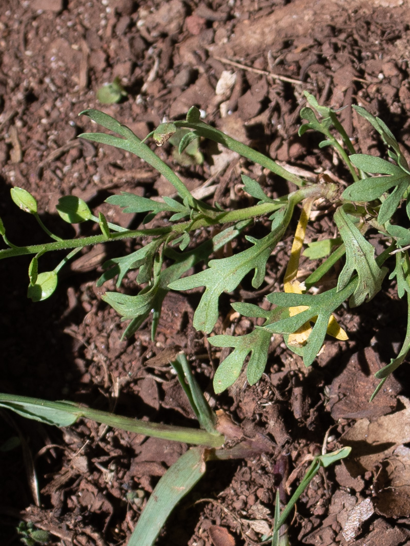 Image of Lepidium bonariense specimen.