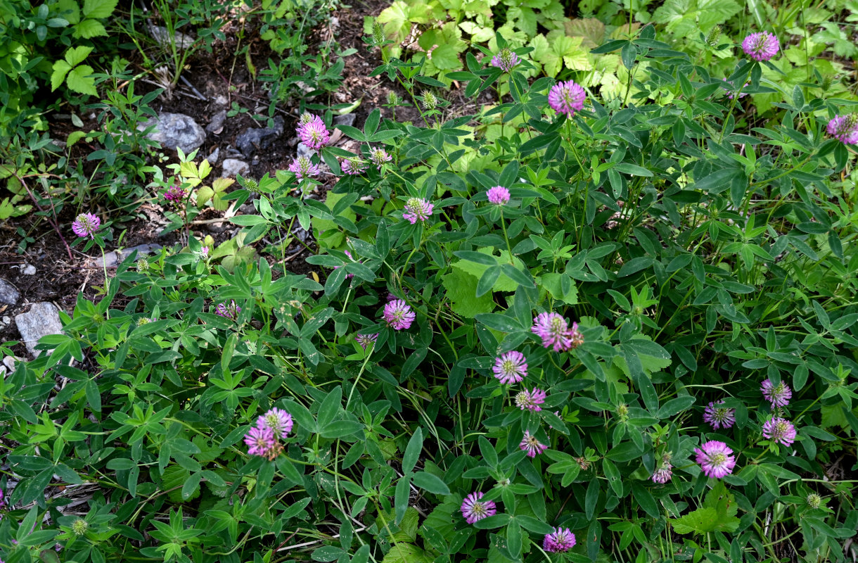 Image of Trifolium medium specimen.