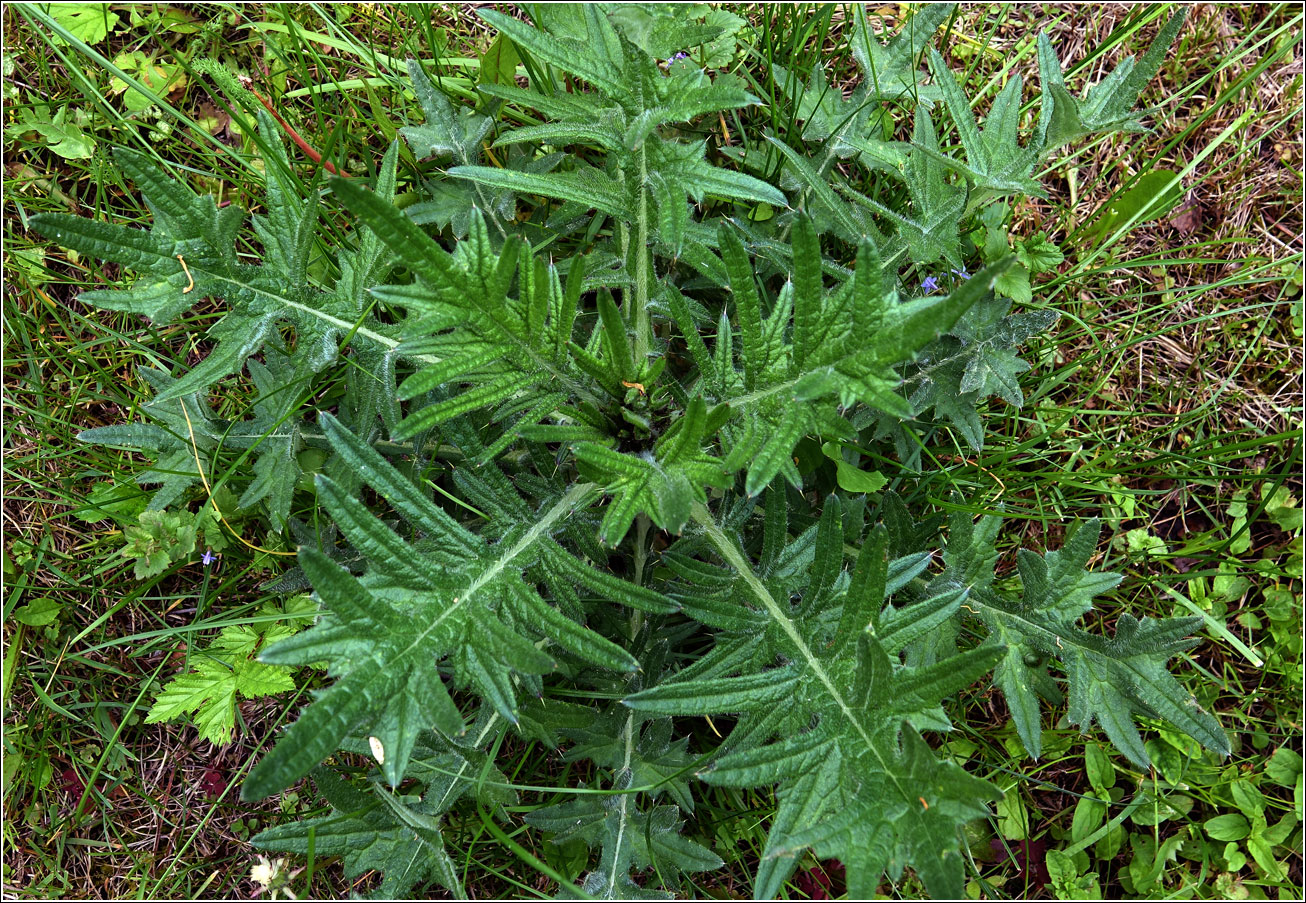 Image of Cirsium vulgare specimen.