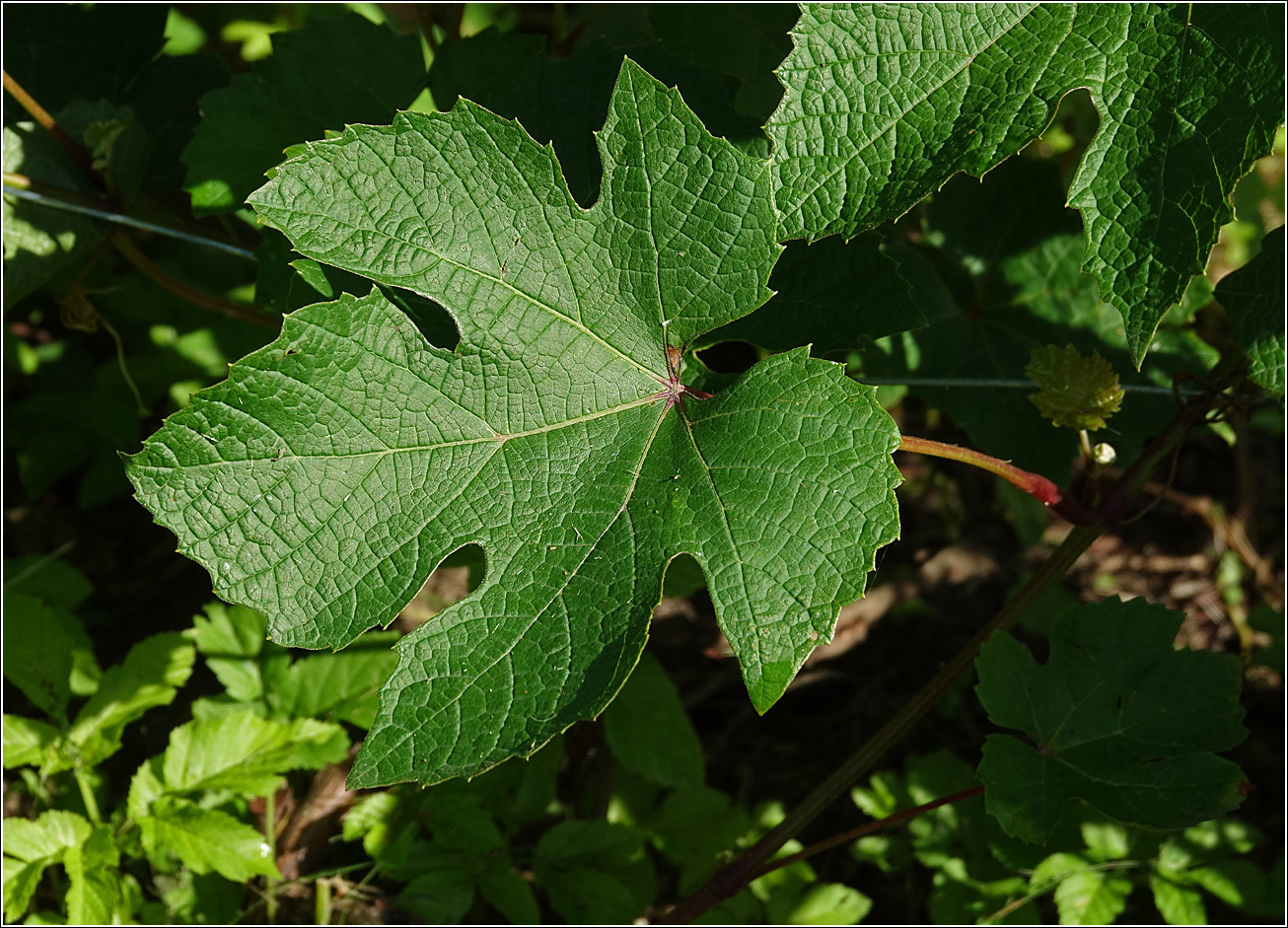 Изображение особи Vitis vinifera.