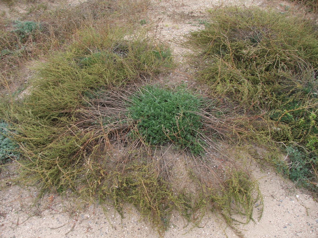 Image of Artemisia arenaria specimen.